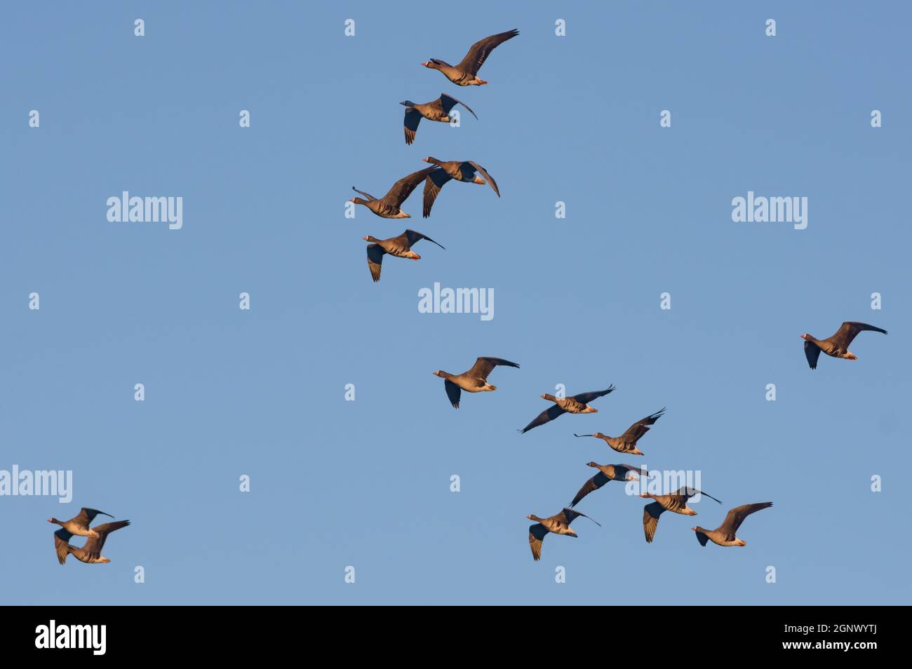 Promedio de bandada de gansos de frente blanco (Anser albifrons) en vuelo de primavera sobre el cielo azul de la mañana Foto de stock