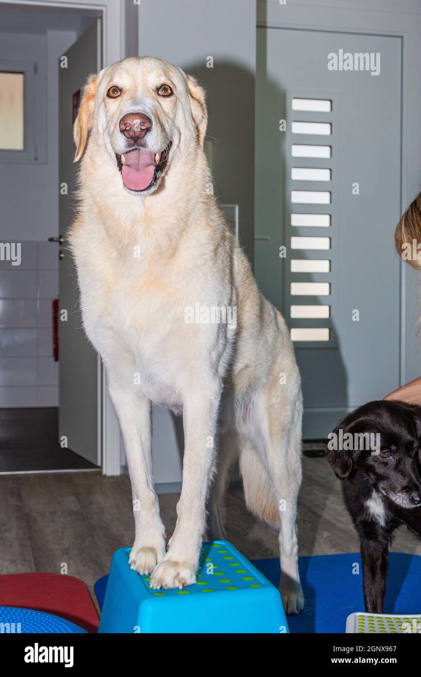 el perro de maparmano alto se coloca en un parkour durante el tratamiento  Fotografía de stock - Alamy