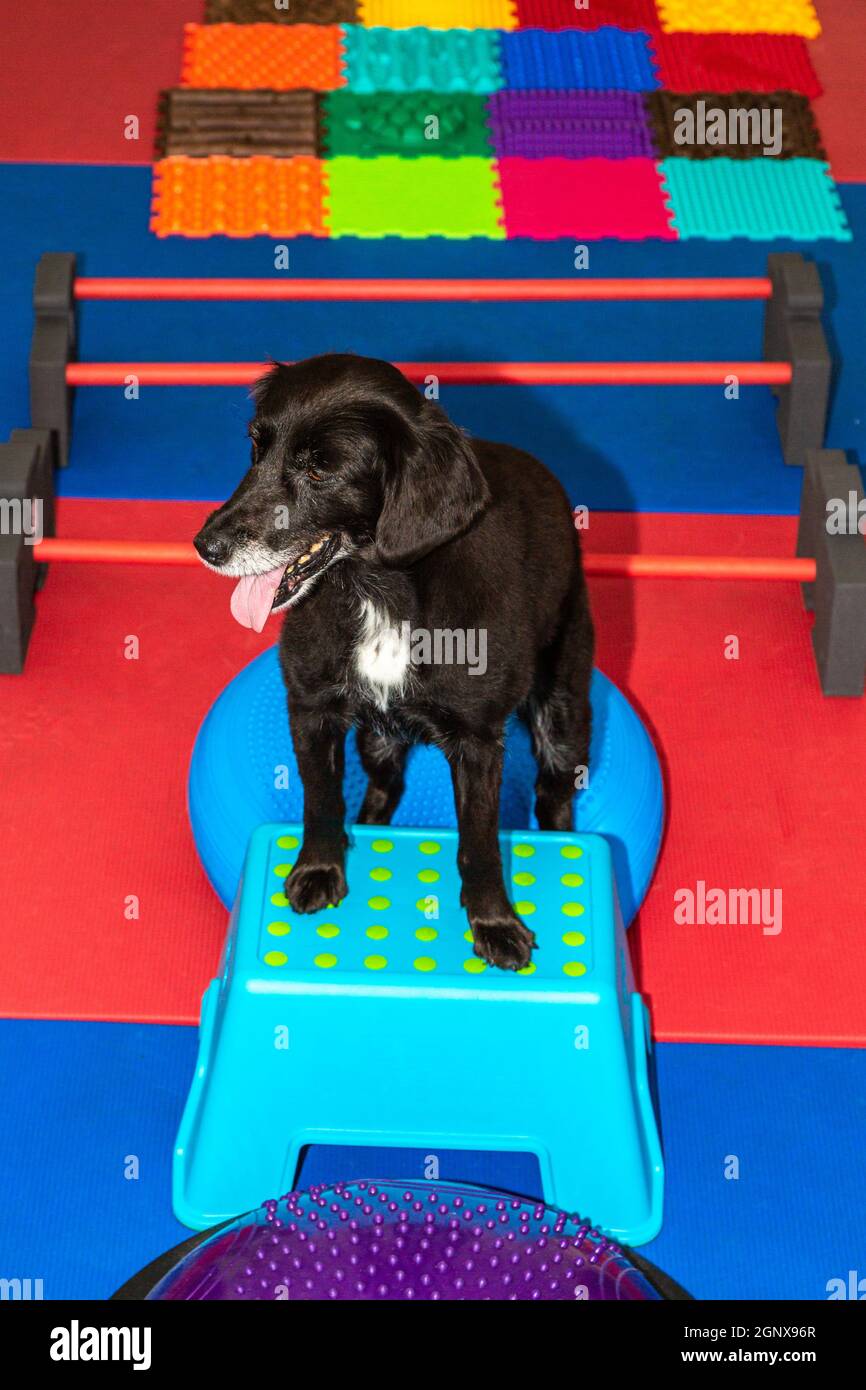 el perro negro pequeño está parado en un parkour en el tratamiento físico  Fotografía de stock - Alamy