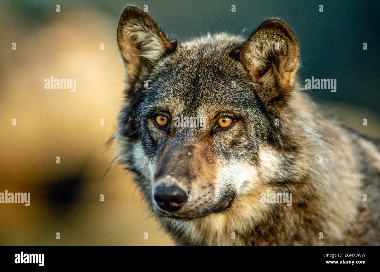 Retrato de un lobo europeo en un parque de animales. Francia. Foto de stock