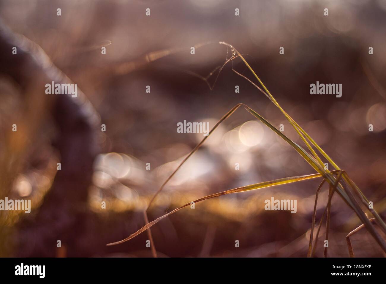 Hilo Cobweb sobre el césped soplando en el viento cerca | Spider sedas palo a la hoja de hierba iluminada por una cálida luz solar macro foto Foto de stock