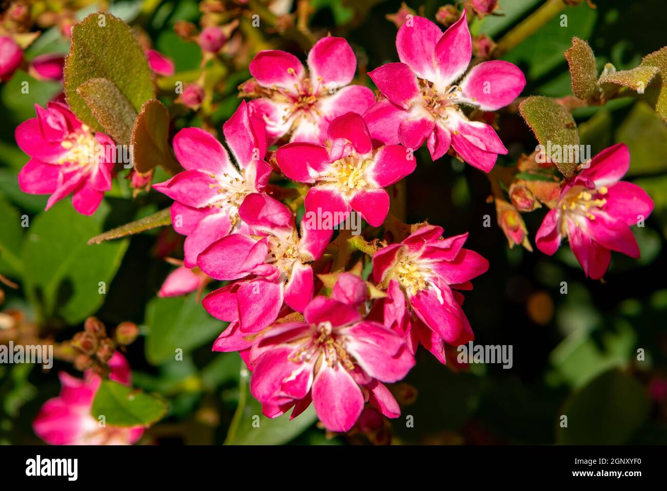 Rhaphiolepis delacouri x indica, Espino indio de manzana flor Foto de stock