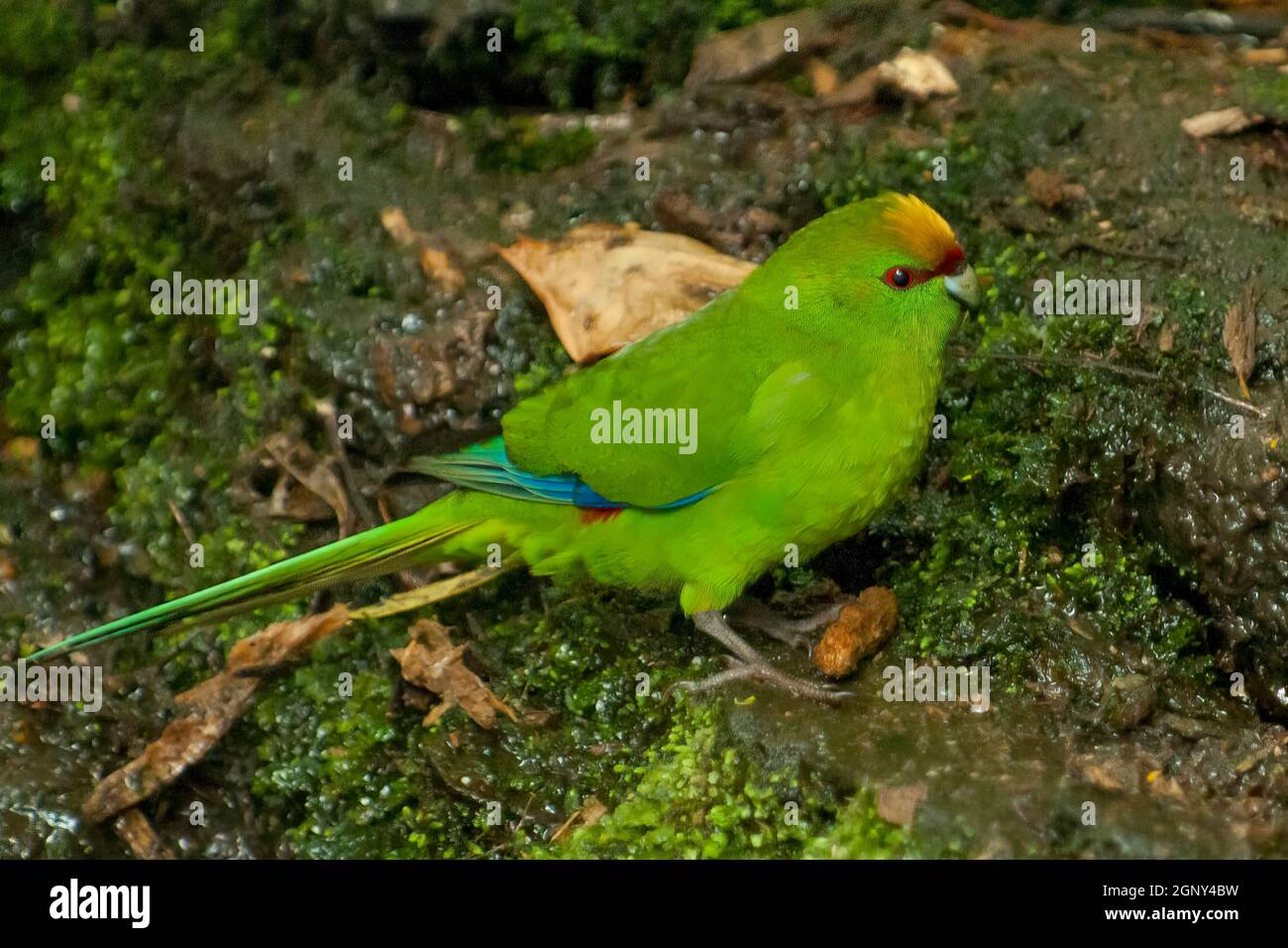 Parakeet de corona amarilla, Cyanoramphus auriceps, Isla Motuara, Nueva Zelanda Foto de stock
