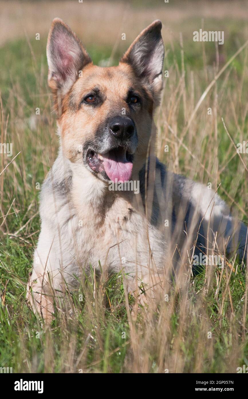 Perro gris grande raza de pastor alemán se encuentra al aire libre en  verano entre la hierba en el campo Fotografía de stock - Alamy