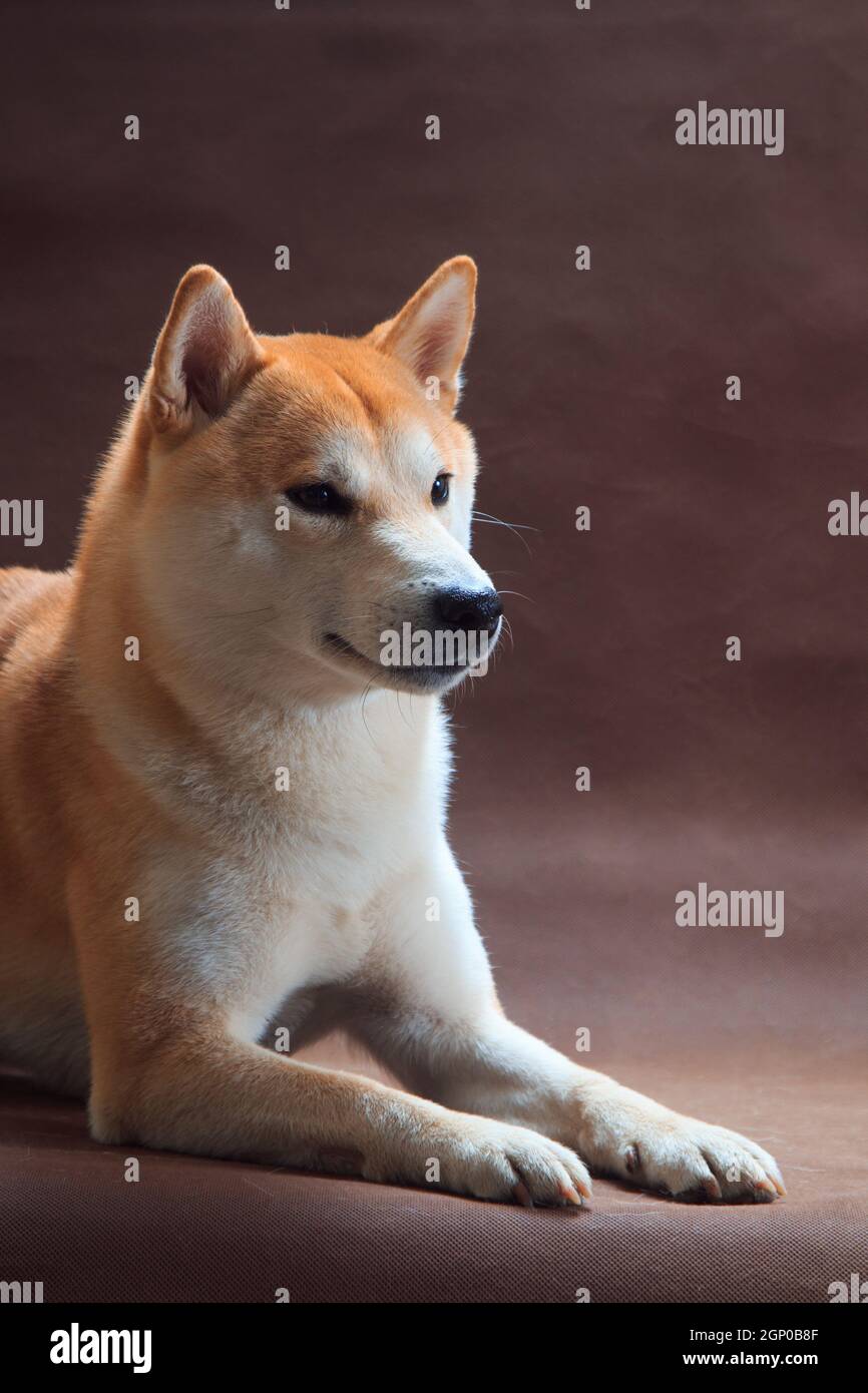 Hermoso perro de pelo rojo Shiba Inu raza se encuentra en un marrón fondo  interior en el estudio Fotografía de stock - Alamy
