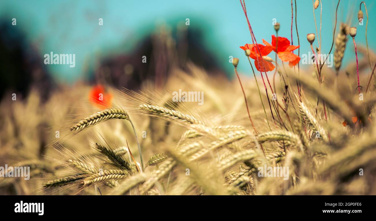 Primer plano de orejas maduras de trigo y amapola roja semillas en otoño Foto de stock