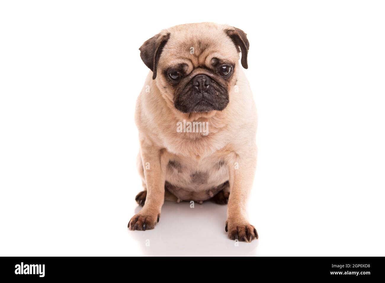 Bebe Pug Fotos E Imagenes De Stock Alamy
