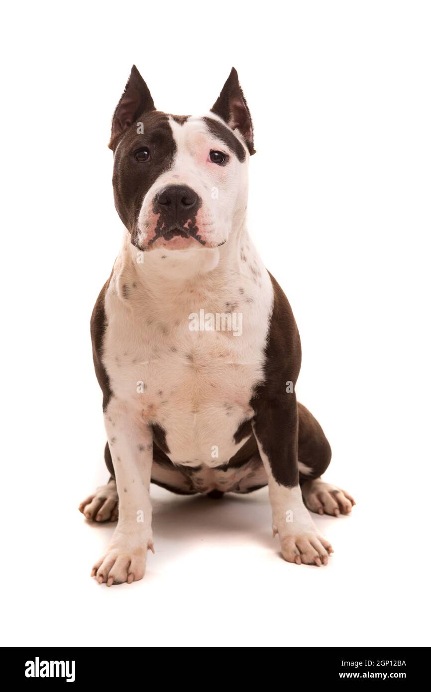 Un Bebe American Staffordshire Terrier Posando Aislados Sobre Un Fondo Blanco Fotografia De Stock Alamy