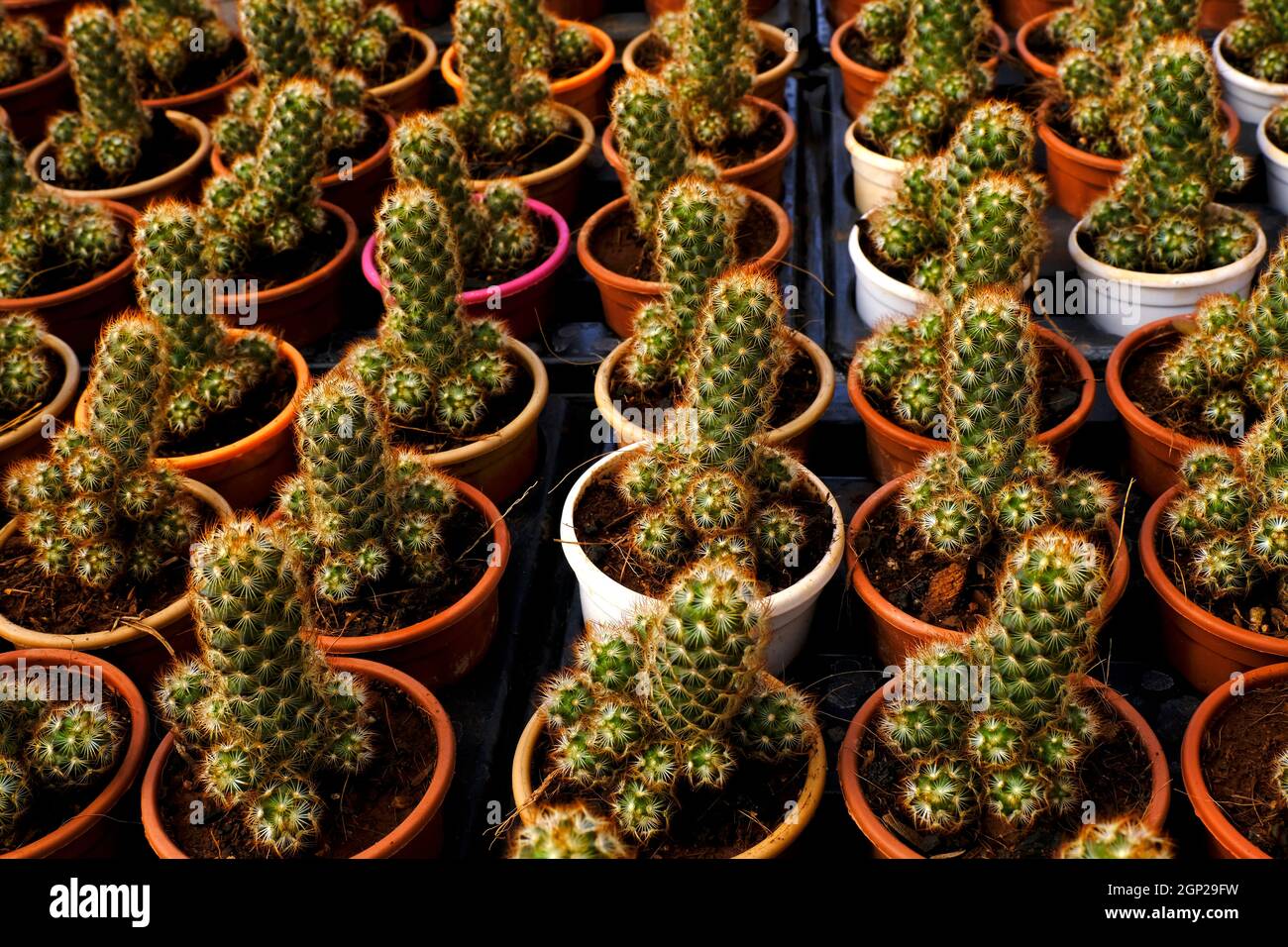 Pequeñas plantas en macetas en un invernadero , varias flores y plantas de  cactus dentro del vivero Fotografía de stock - Alamy