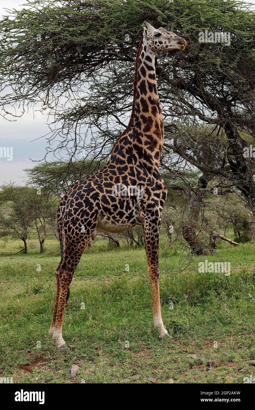 Jirafas adulto comer; de pie alto, Giraffa camelopardalis, mamífero más alto, la vida silvestre, piel manchada, herbívoro, piernas largas; cuello largo, animal, Serenget Foto de stock