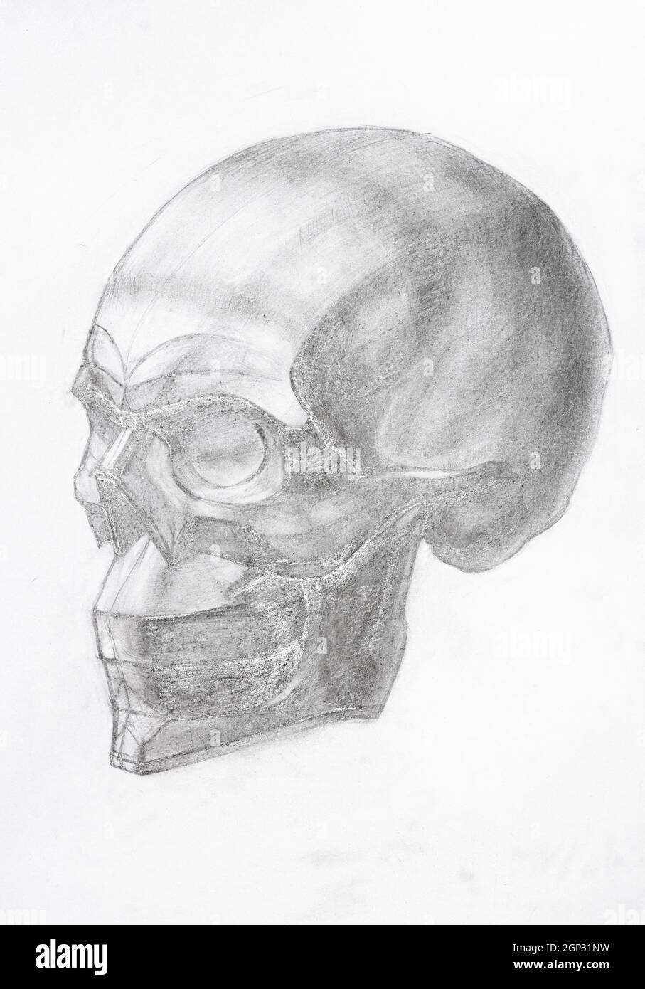dibujo académico - cráneo humano dibujado a mano por un lápiz de grafito libro blanco Foto de stock