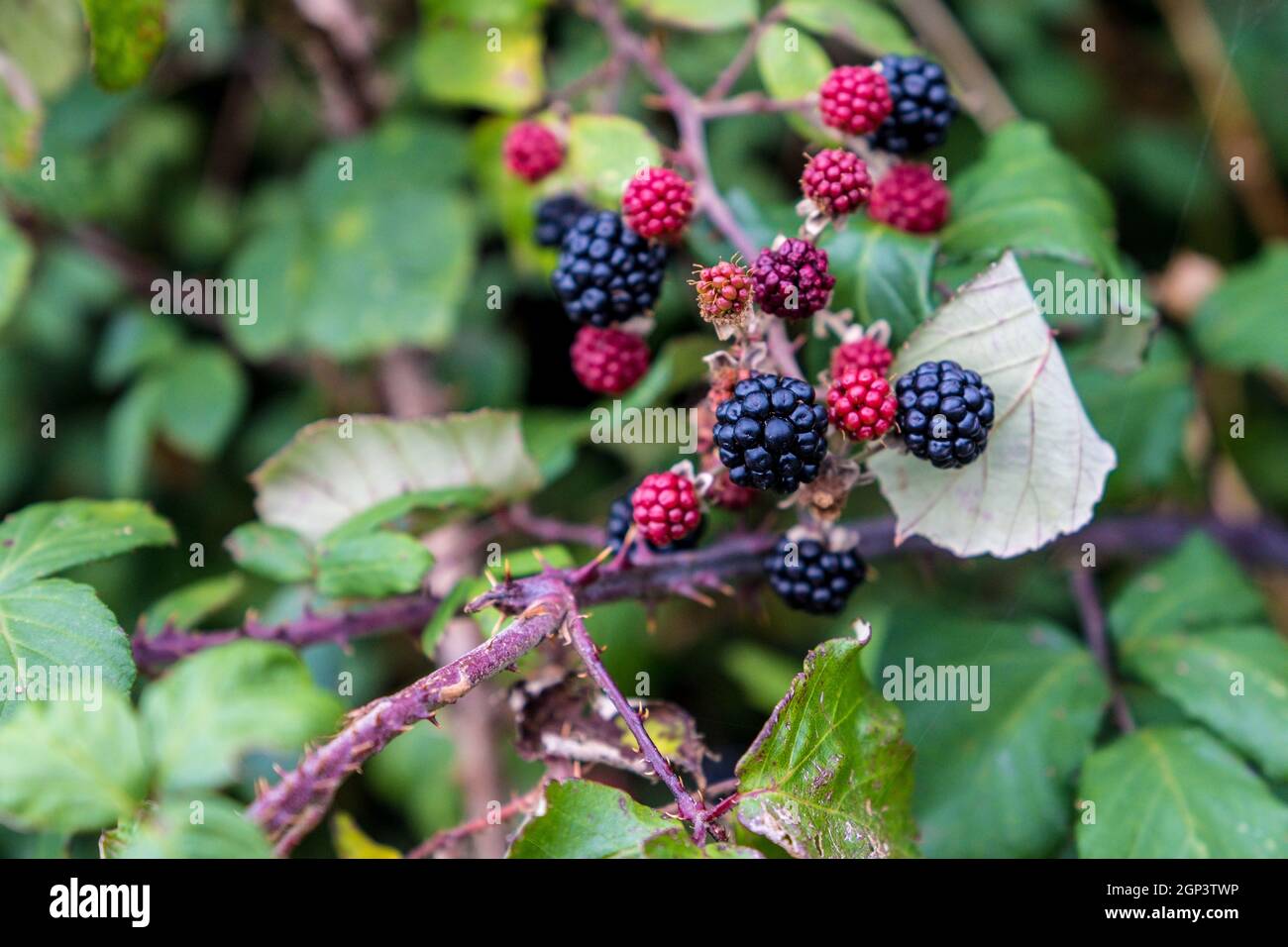Moras / Brambles en un hedgerow Foto de stock