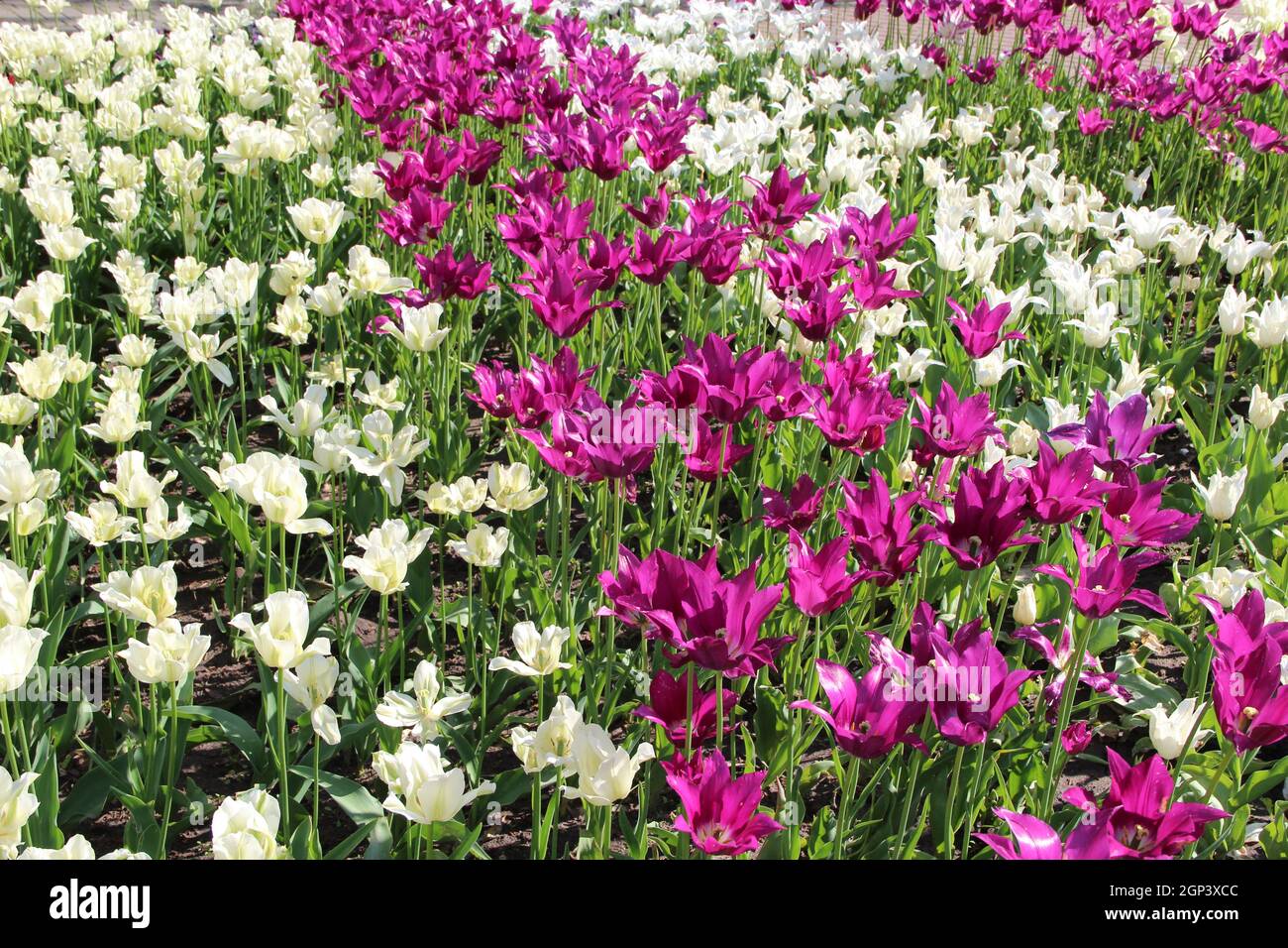 lila tulipanes rojos y blancos en el lecho de flores de la ciudad. Jardín  de primavera. Tulipanes blanco rojo y lila plantados en el jardín. Tulipanes  de colores en el lecho de