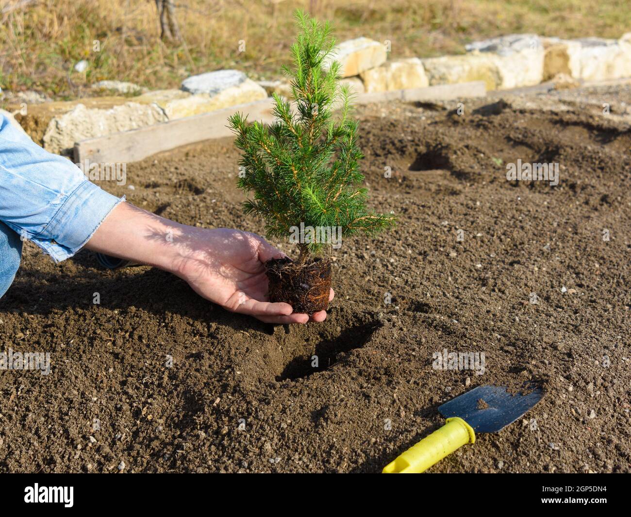 Las plantas de la mano en el agujero las plantas un árbol de abeto plántulas adentro el suelo Foto de stock