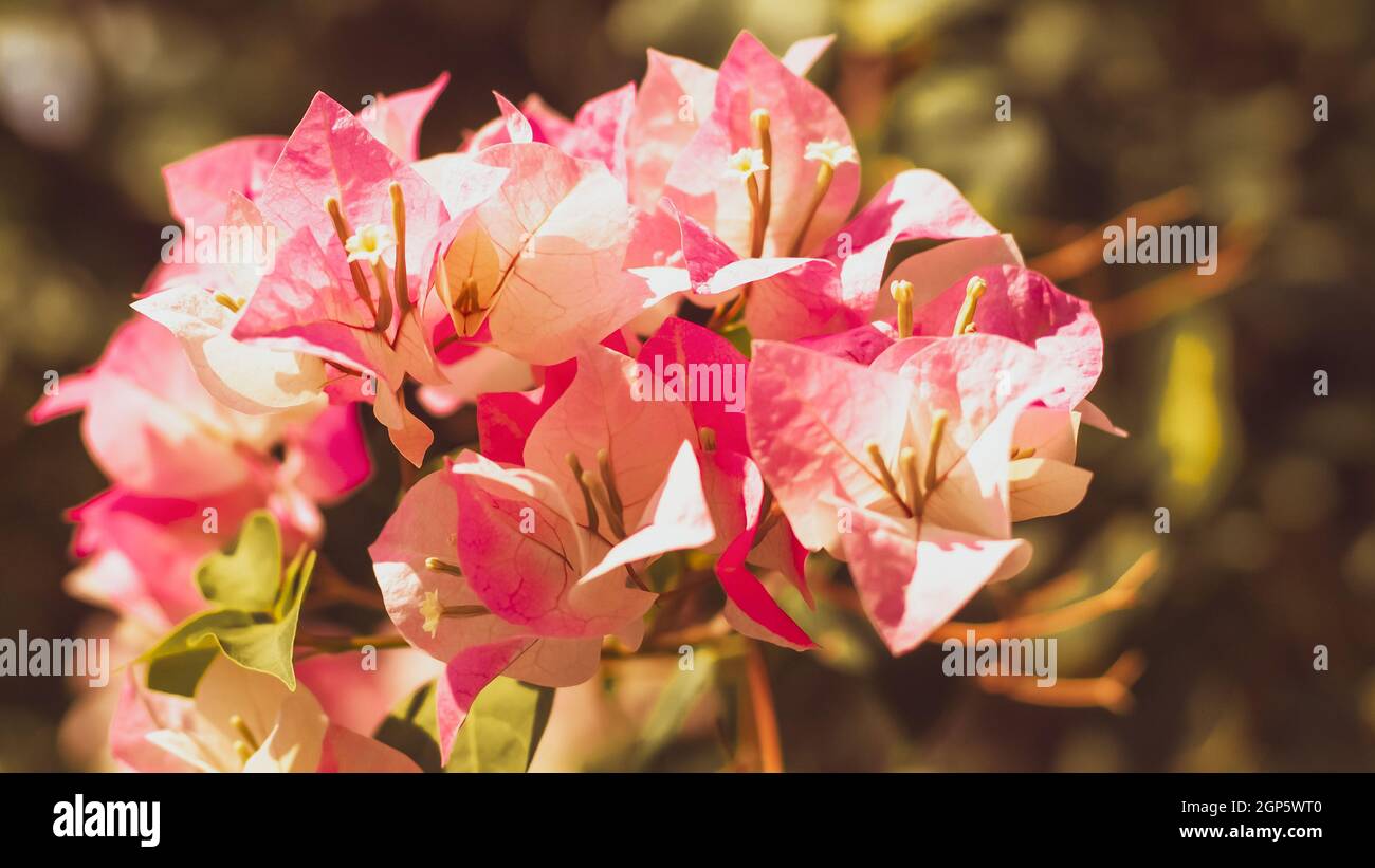 Bugambilias en el parque el fondo,cálido sol de verano, blured directa  fondo floral Fotografía de stock - Alamy
