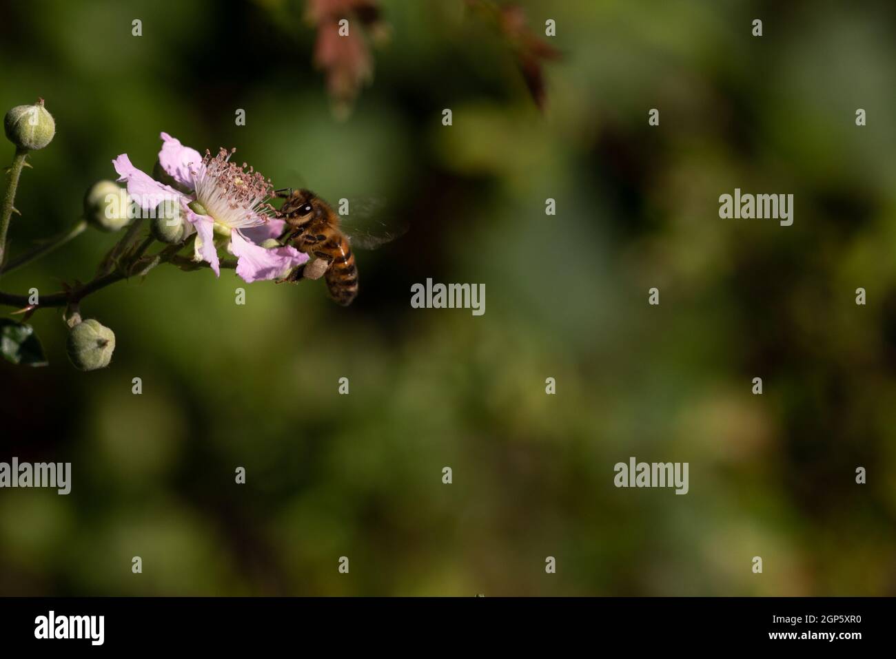 Miel de abeja (Apis mellifera) forrajeo en flores Bramble (Rubus fruticosus) Foto de stock