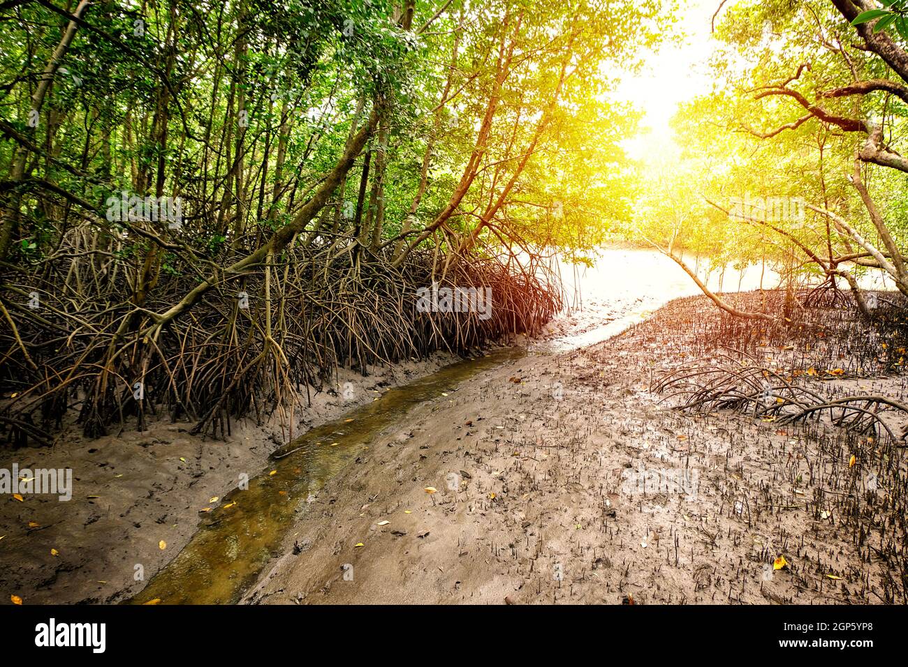 Campo de manglares en el paseo marítimo de Ban Hua Khod Mangrove Forest, Rayong, Tailandia. Los pueblos tailandeses también se llaman 'Toong Prong Tong', un campo de manglar dorado. Foto de stock