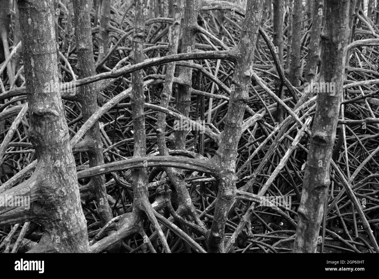 Resumen de las raíces de los manglares en el paseo marítimo de Ban Hua Khod Mangrove Forest, Rayong, Tailandia. Los pueblos tailandeses también se llaman 'Toong Prong Tong', fiel de oro del manglar Foto de stock