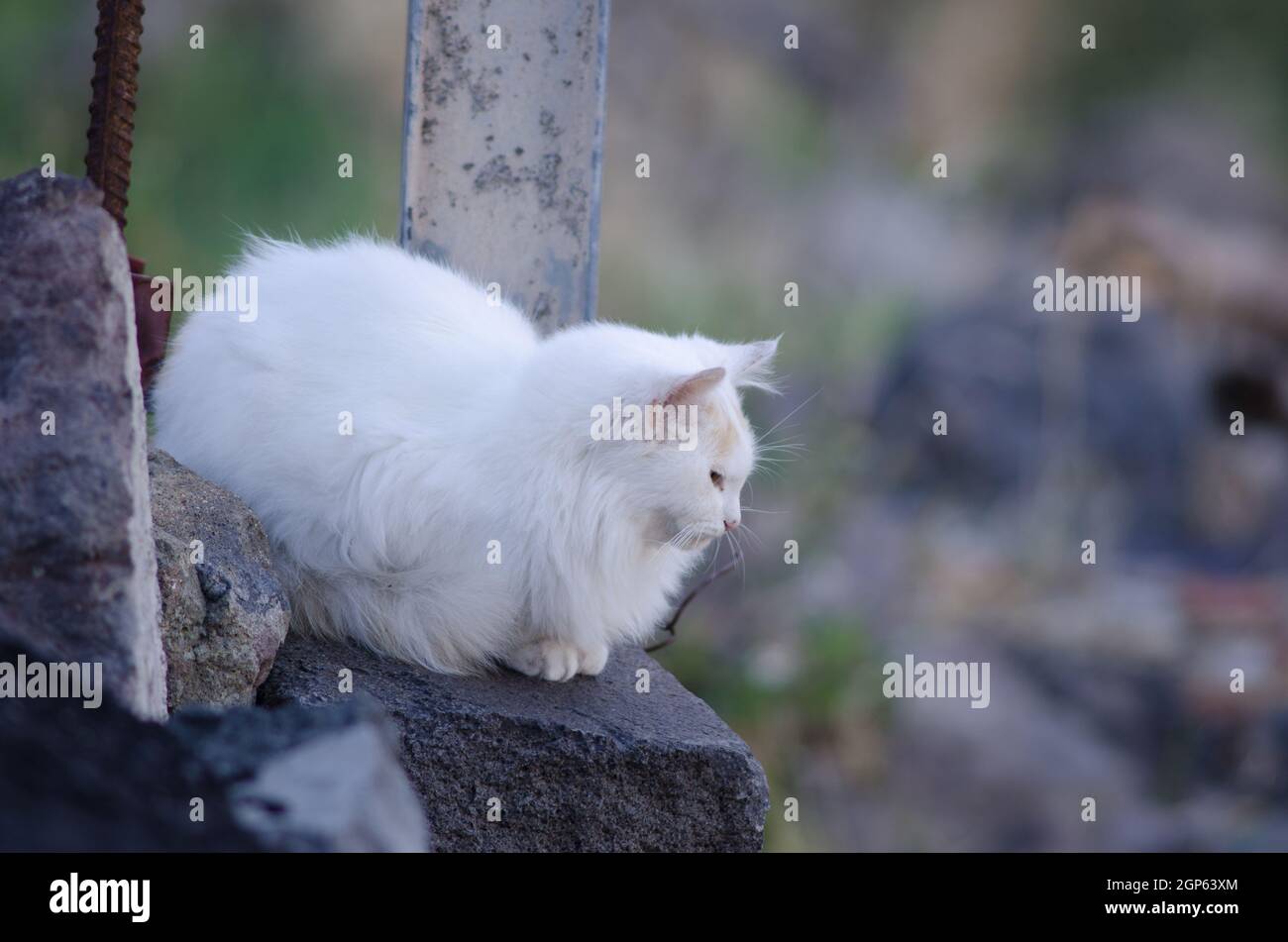 Gato nacional Felis catus en una roca. Degollada del Aserrador. El Parque Rural Nublo. Tejeda. Gran Canaria. Islas Canarias. España. Foto de stock