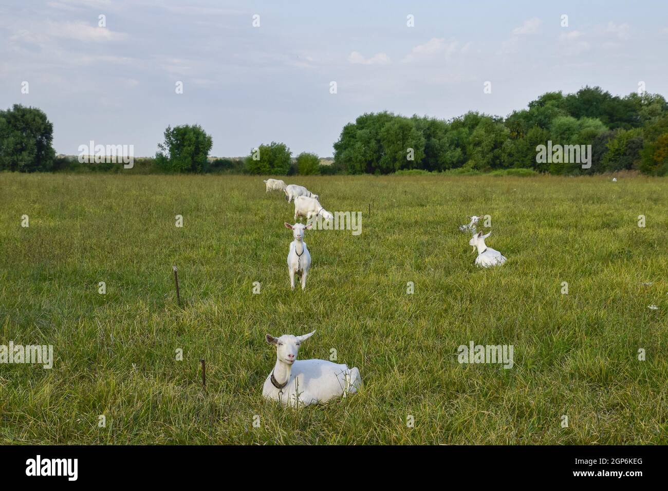 Las cabras pastando en la pradera. Cabra blanca ganado lechero comiendo