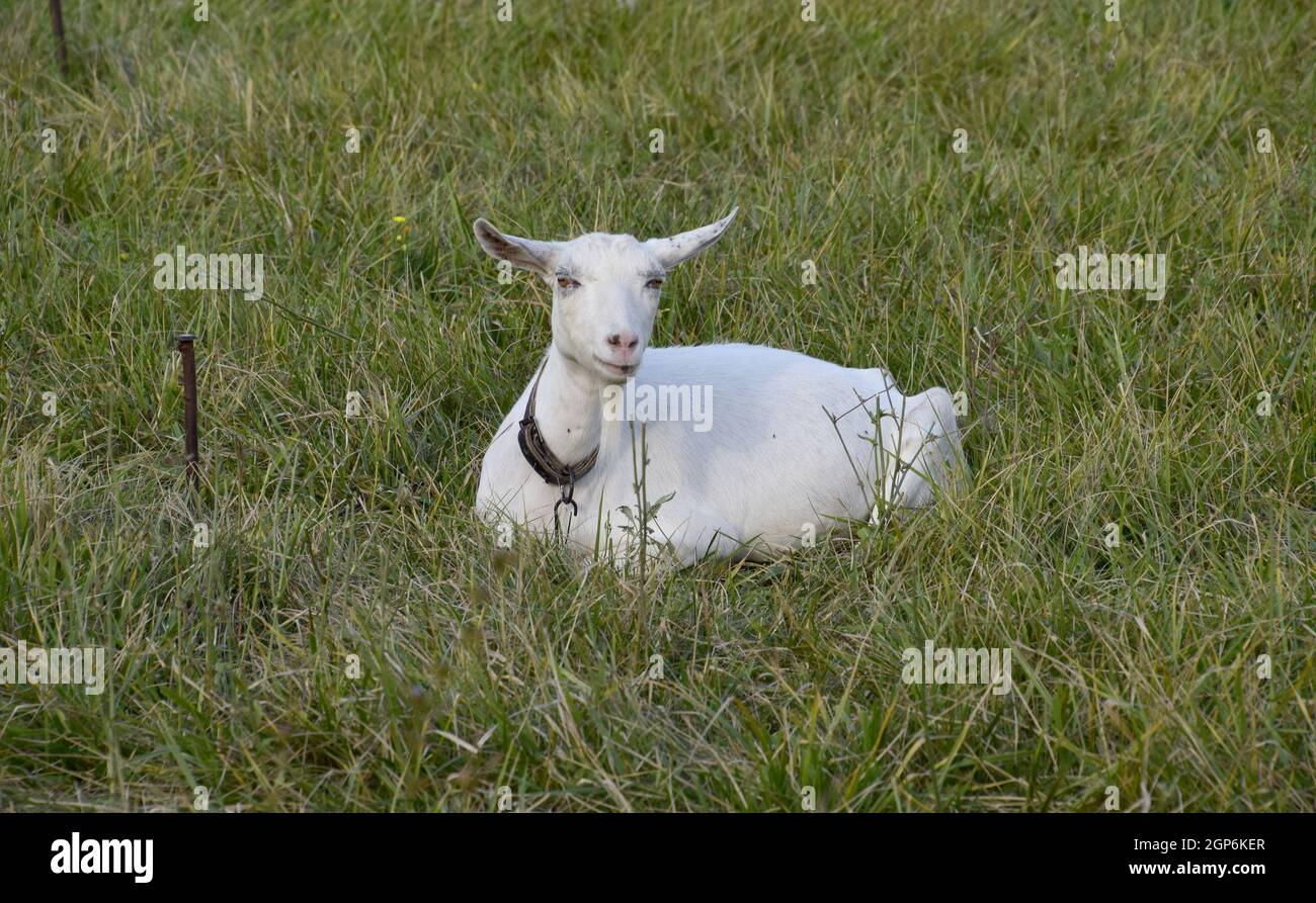 Las cabras pastando en la pradera. Cabra blanca ganado lechero comiendo