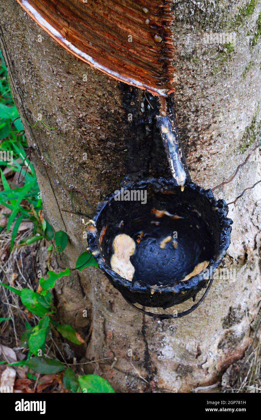Extracción de caucho natural, árbol de caucho, árbol de parafeloma (Hevea  brasiliensis), plantación, Phuket, Tailandia Fotografía de stock - Alamy
