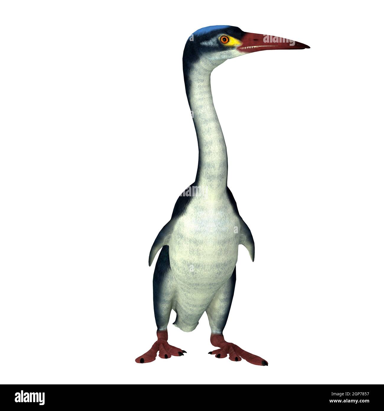 Hesperornis es un pájaro extinto similar a un cormorán que vivió en América del Norte y Rusia durante el período Cretácico. Foto de stock