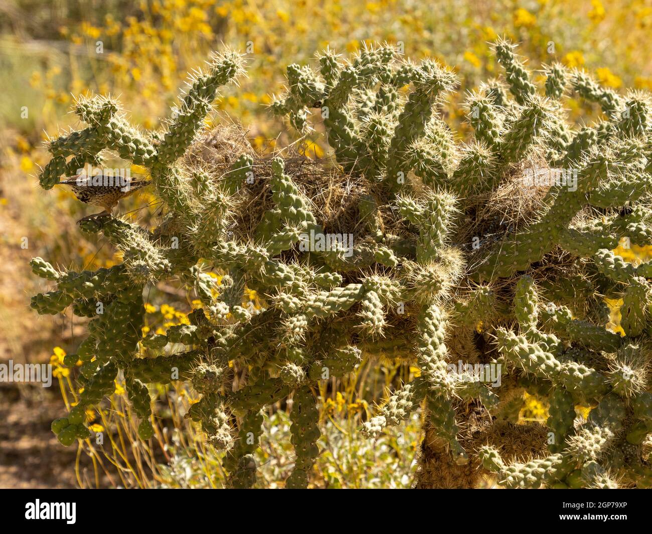 Cactus wren, Marana, cerca de Tucson, Arizona. Foto de stock
