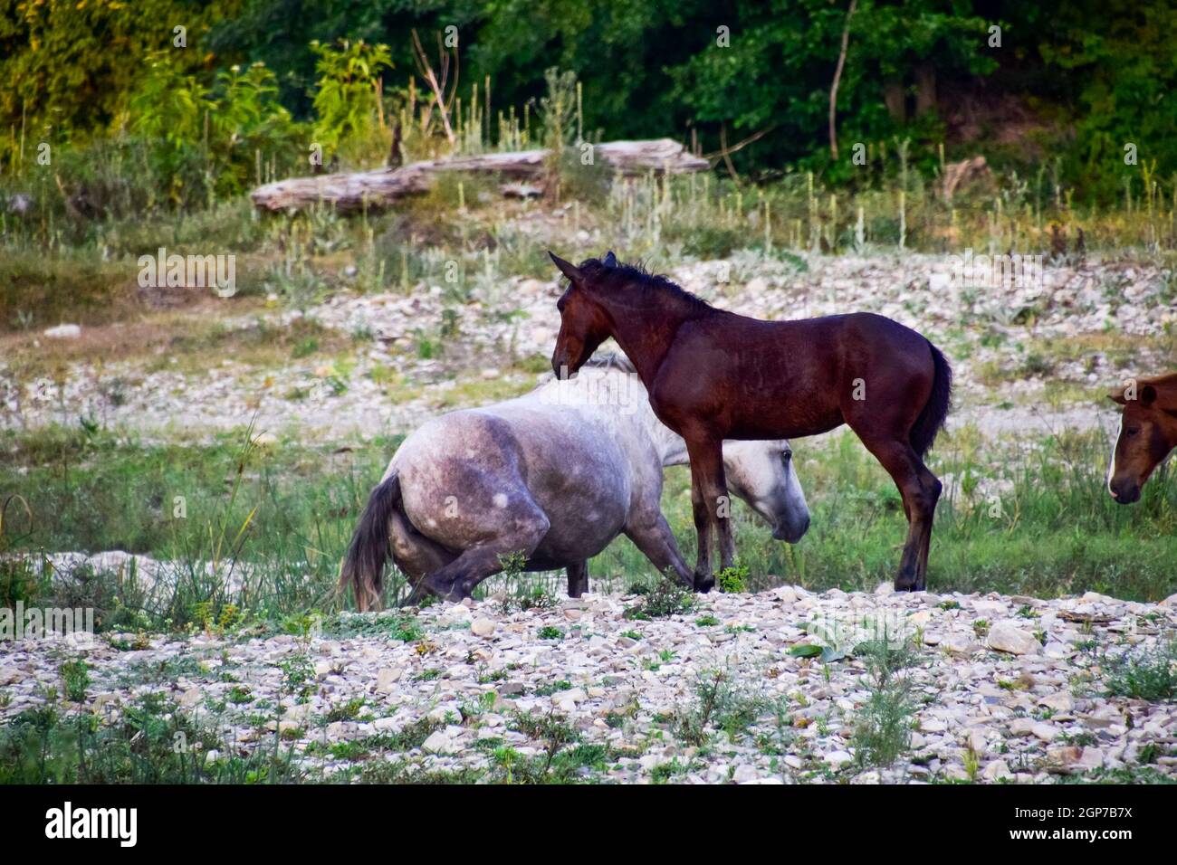 Los caballos en terrenos pedregosos a pie. Manada de caballos. Foto de stock