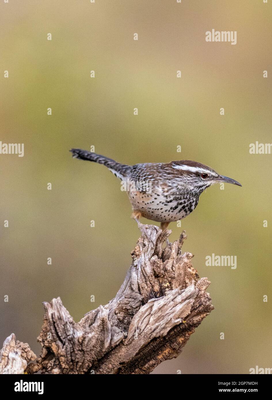 Cactus Wren, Marana, cerca de Tucson, Arizona. Foto de stock