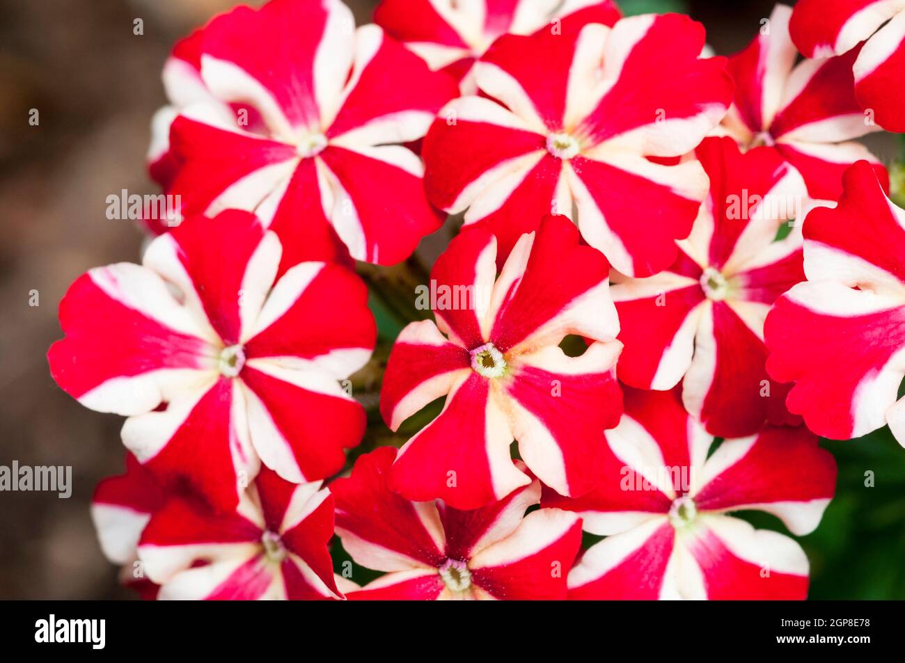 Verbena Voodoo Red Star Una flor roja y blanca bicolor. Un verano floreciendo medio robusto que se extiende anualmente Foto de stock
