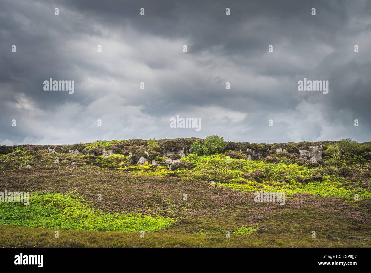 Verde pradera o peatbog con helechos y brezo en la colina rocosa en Cuilcagh Mountain Park, tormentoso, espectacular cielo en el fondo, Irlanda del Norte Foto de stock