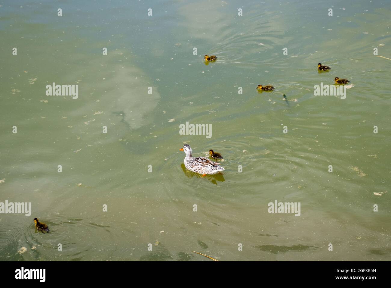 Un pato con patitos es nadar en un estanque. Los patos nadando en el Un pato con patitos es nadar en un estanque. Los patos nadando en el
