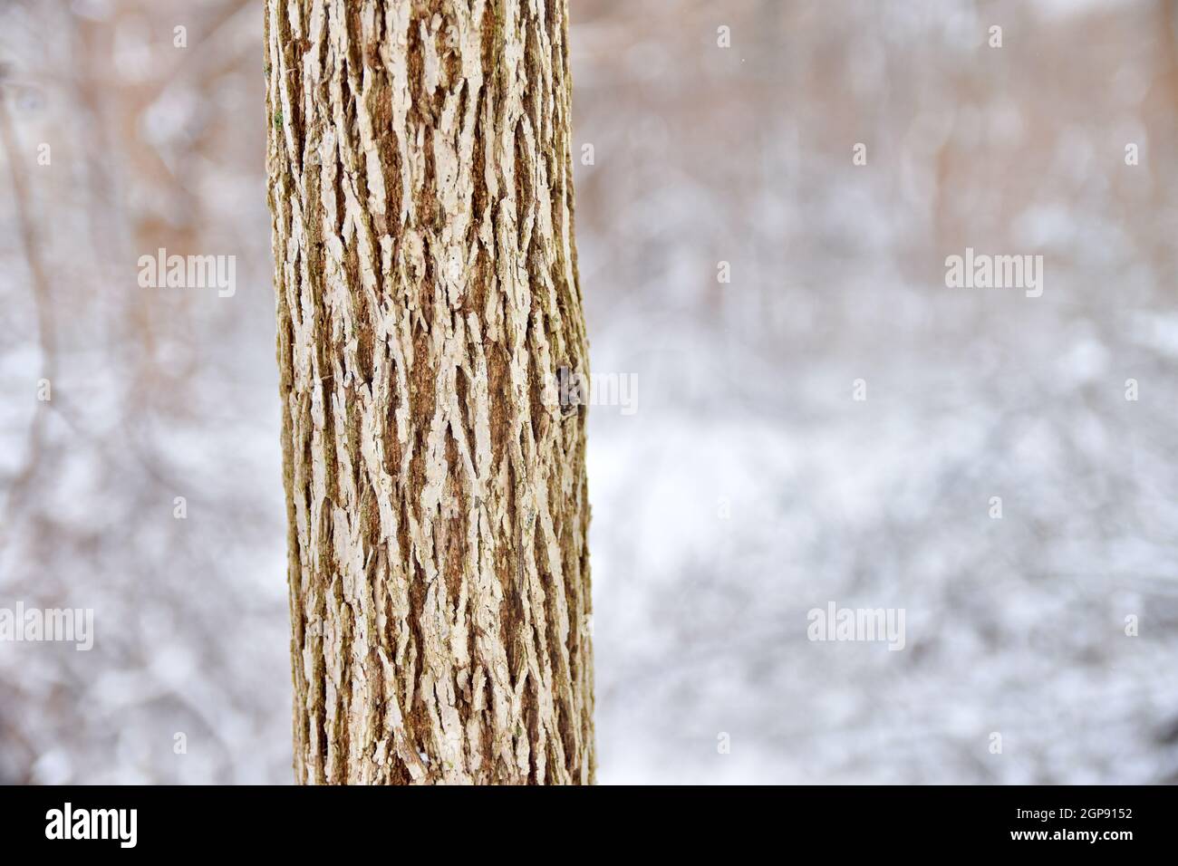 Un tronco de árbol con una hermosa corteza acanalada en un bosque de invierno. Espacio de copia. Foto de stock