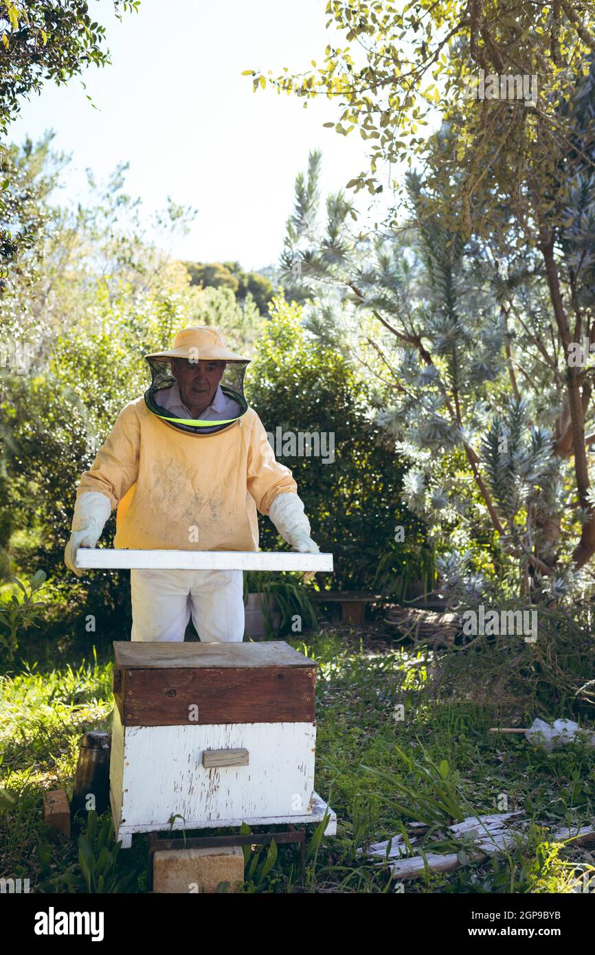 Hombre mayor caucásico con uniforme de apicultor sosteniendo un panal de  abeja con abejas Fotografía de stock - Alamy