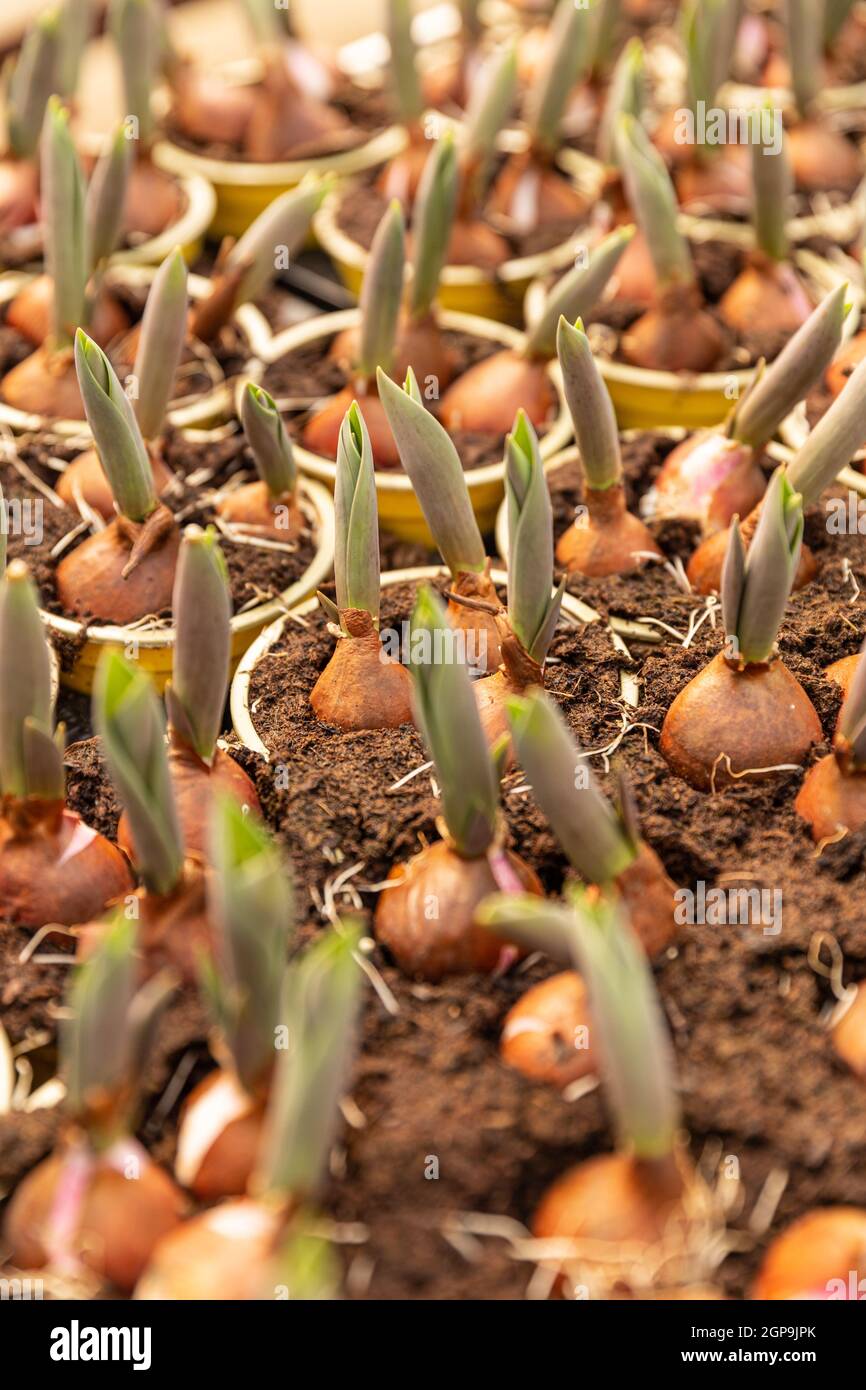 compacto Desmenuzar En otras palabras Bulbos de tulipanes germinados en vivero de plantas, bulbos de flores  plantados en macetas Fotografía de stock - Alamy