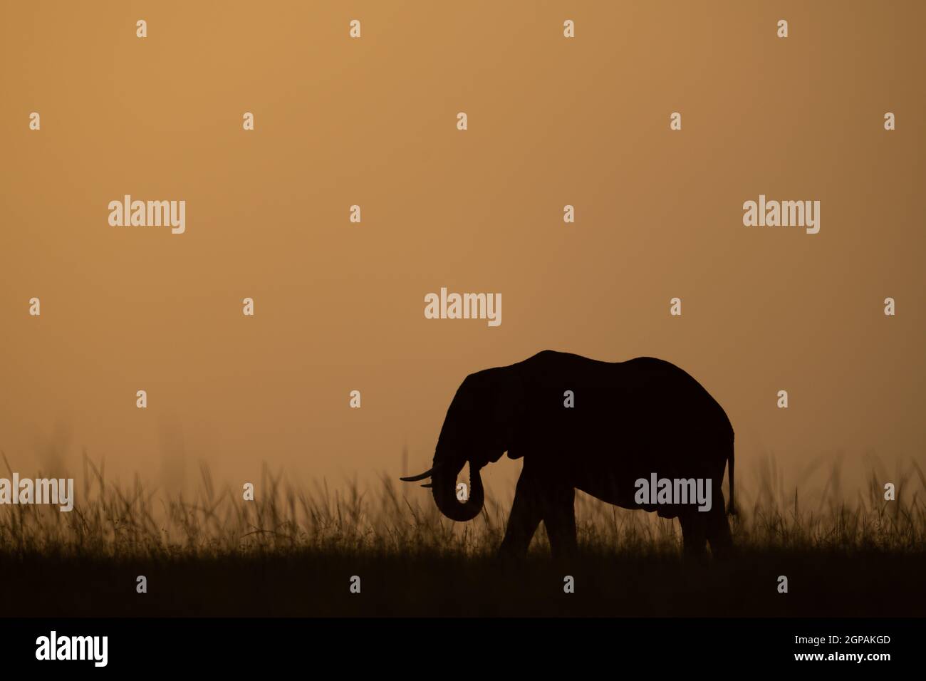 El elefante arbusto africano curling tronco en el horizonte Foto de stock