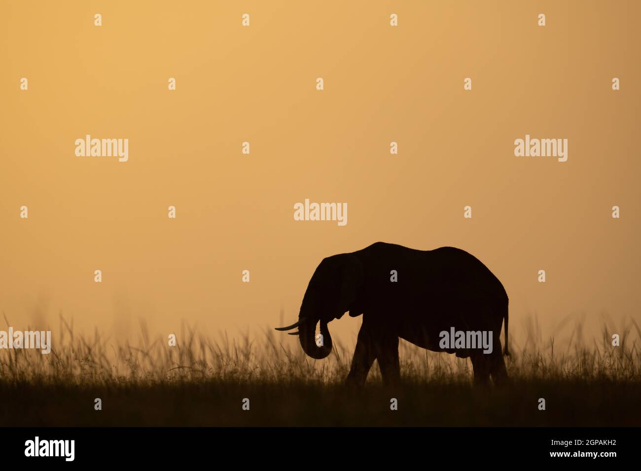 El elefante arbusto africano riza el tronco en el horizonte Foto de stock