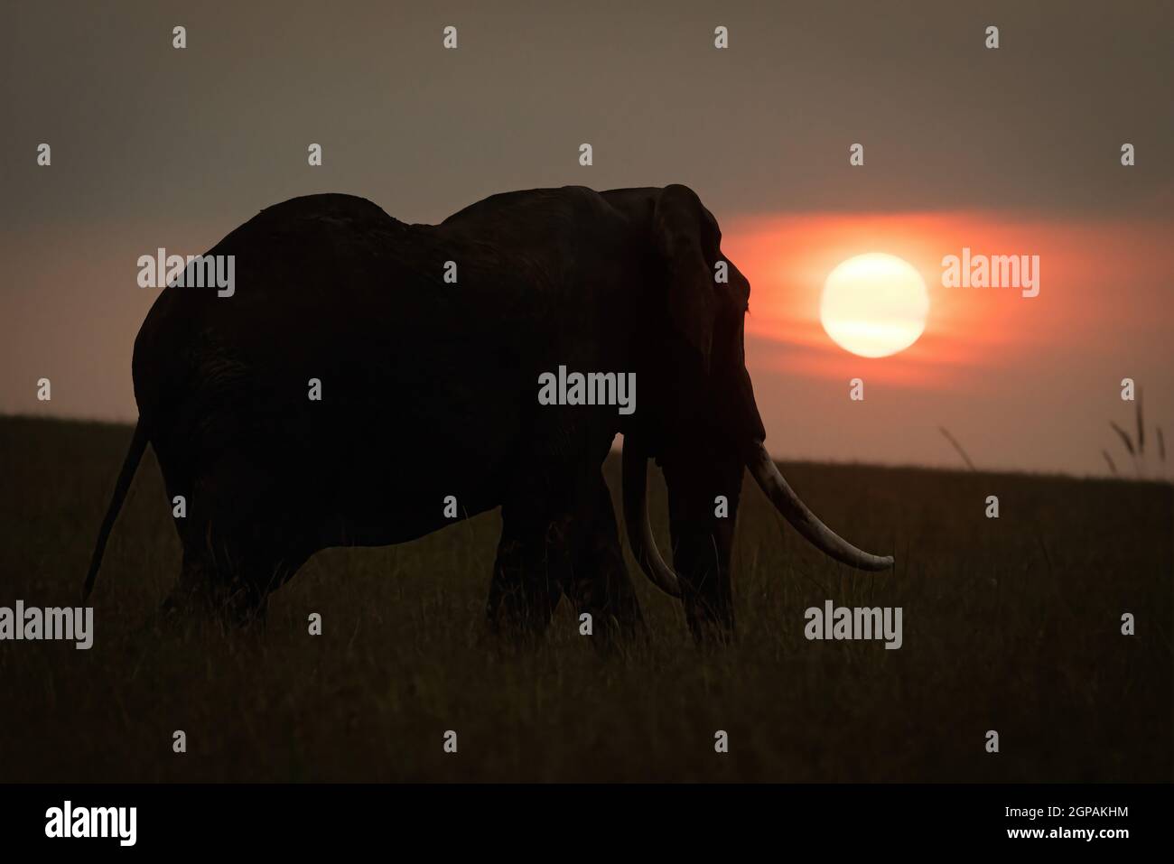 Elefante arbusto africano cerca del horizonte al atardecer Foto de stock