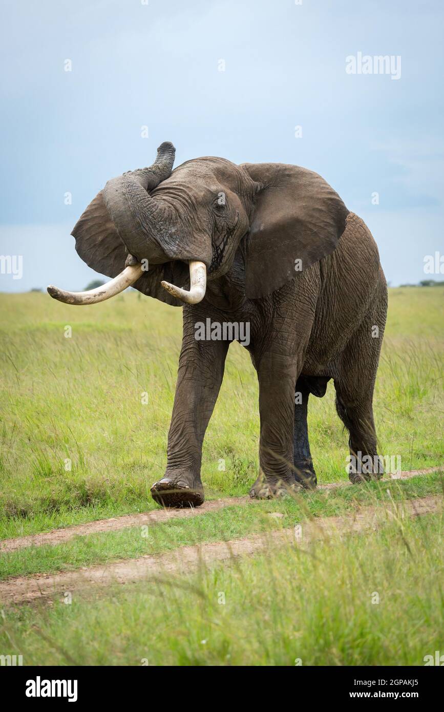 Elefante arbusto africano en el tronco de elevación de la pista Foto de stock