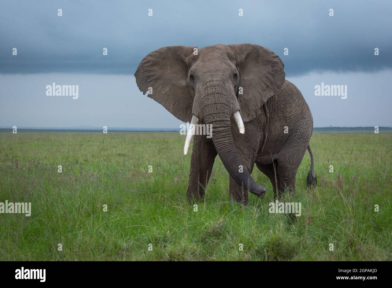 El elefante arbusto africano oscila el tronco en la sabana Foto de stock