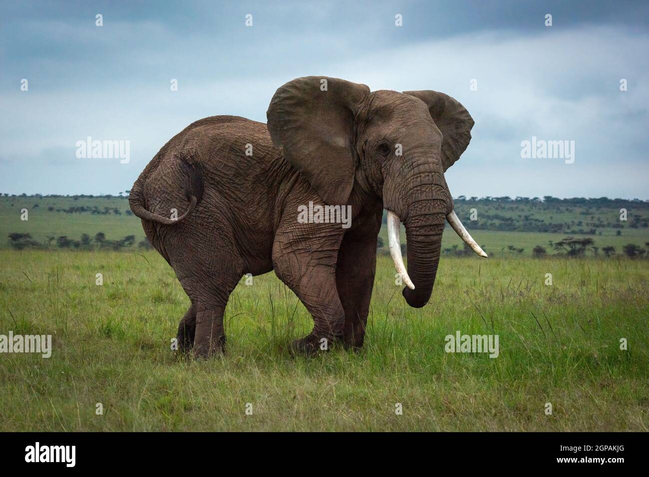 El elefante africano del arbusto camina a través de la llanura verde Foto de stock