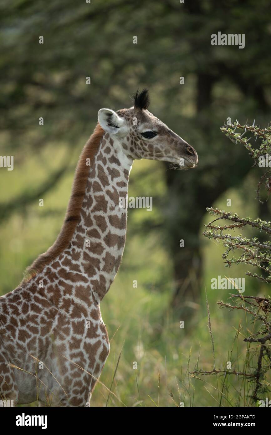 Primer plano de la jirafa Masai bebé por arbusto Foto de stock
