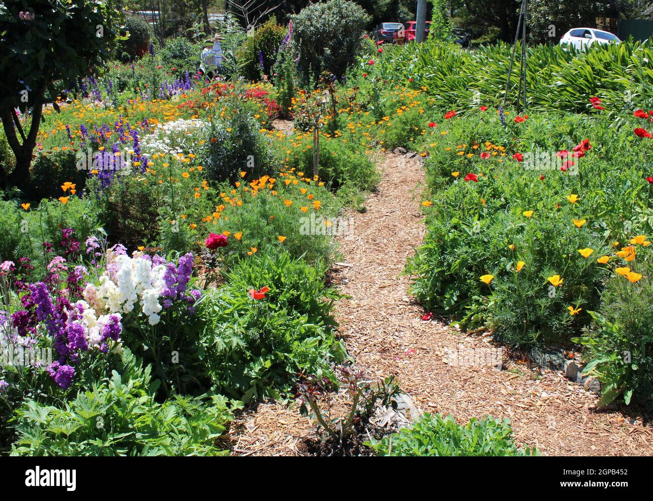 Jardines residenciales privados en Queensland, Australia. Jardinería con Annuales y Perenniales. Foto de stock