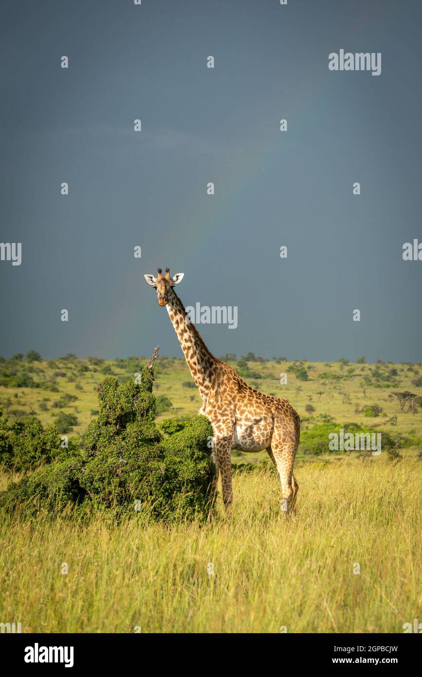 La jirafa Masai está parada por un arbusto bajo el arco iris Foto de stock