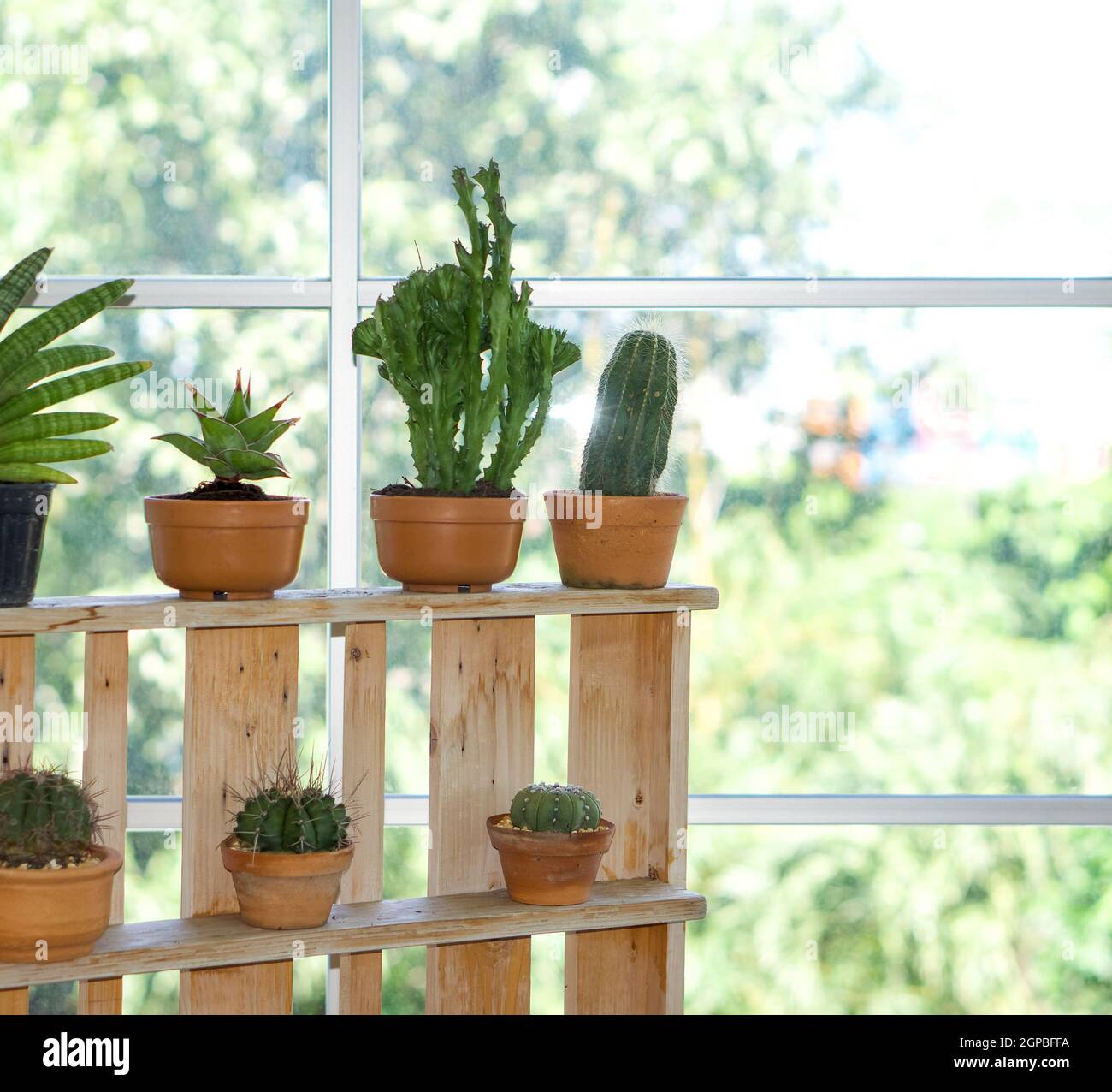 Variedades de cactus en pequeñas macetas organizar cuidadosamente para  obtener la luz del sol por la ventana Fotografía de stock - Alamy