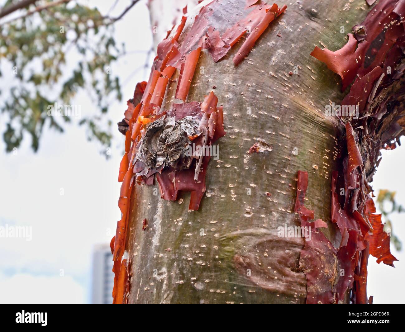 Sección parcial del tronco de un Bursera simaruba del Bosque de Decidours en el Caribe América del Norte y América del Norte. La capa superior se pela como una bur Foto de stock