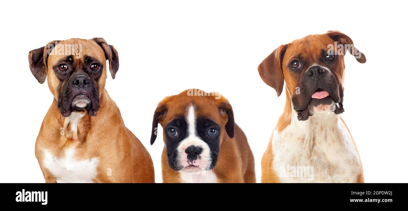 Hermosa familia perros de raza boxer mirando la cámara Fotografía de stock -