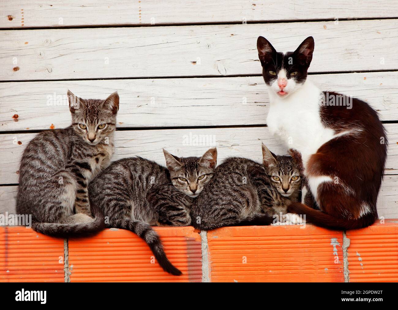 Familia de gatos descansando sobre ladrillos sobre una madera blanca de fondo Foto de stock