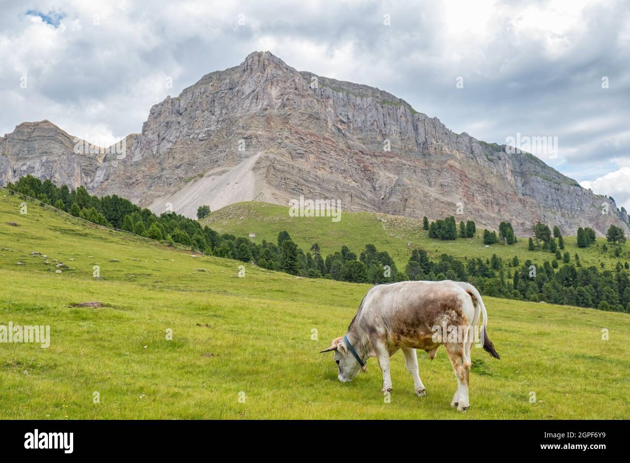 Pastoreo de vacas en un prado de alp con hermosa formación de montaña Foto de stock